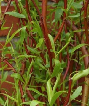Bright red curly willow branches and new green leaves of young Salix erythroflexuosa.