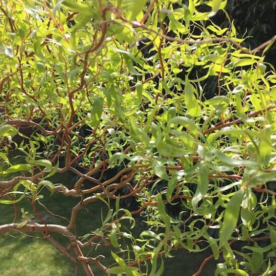 Mature Red curly willow tree branches with long slender green leaves. Mature Red curly willow tree branches with long slender green leaves.