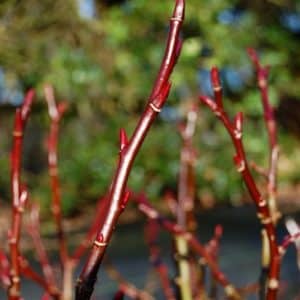 Red stems and buds of Salix fargesii willow against a blurred greenery background.
