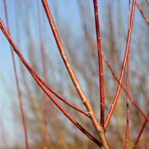 Rusty orange and red branches of red willow.