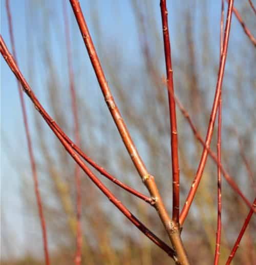 Rusty orange and red branches of red willow.