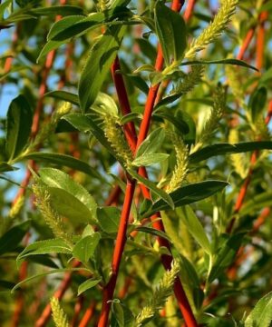 Rusty red willow canes