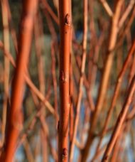 Red and orange stems of red flame willow.