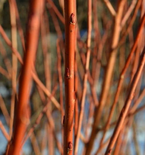 Red and orange stems of red flame willow.