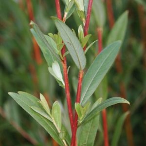 Young orange red willow stems