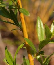 Golden willow branch with yellow green leaves.