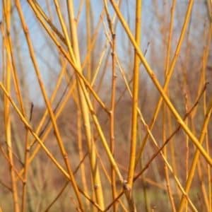 Deep golden willow branches in the early spring.