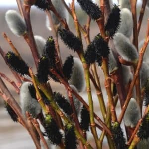 Stems of black catkins of Salix gracilistyla ‘Melanostachys’ mixed with grey catkins.
