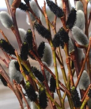 Stems of black catkins of Salix gracilistyla ‘Melanostachys’ mixed with grey catkins.