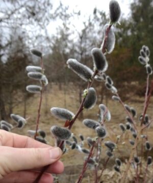 Hand holding one branch of large silver grey pussy willow catkins with more branches in the background