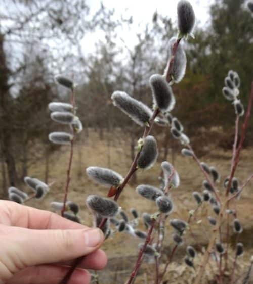 Hand holding one branch of large silver grey pussy willow catkins with more branches in the background