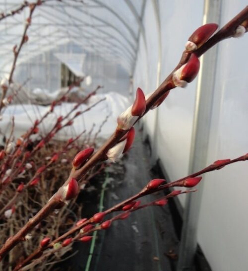 against a conifer forest. against a conifer forest.