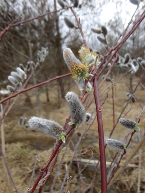 Several stems of bright red giant pussy willow buds in a greenhouse. Several stems of bright red giant pussy willow buds in a greenhouse.