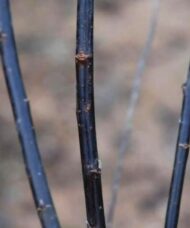 Three deep black Salix myrsinifolia ‘Blackskin’ willow rods.