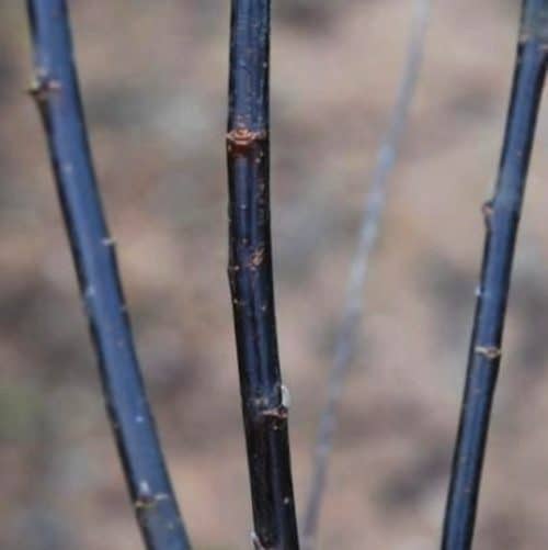 Three deep black Salix myrsinifolia ‘Blackskin’ willow rods.