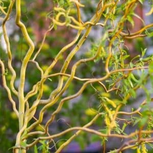 Twisted branches and leaves of Golden curly willow.