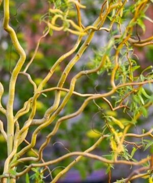 Twisted branches and leaves of Golden curly willow.