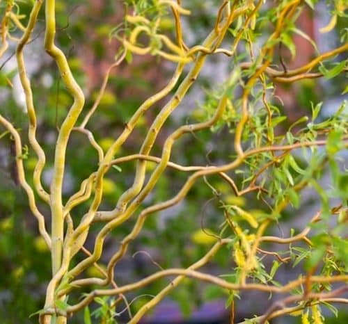 Twisted branches and leaves of Golden curly willow.