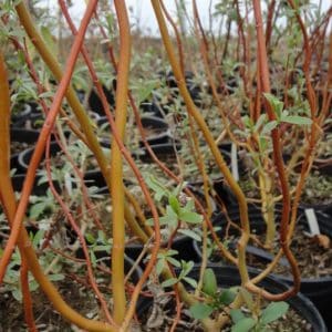 Young golden curly willow in pots.
