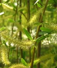Yellow green branches of golden weeping willow