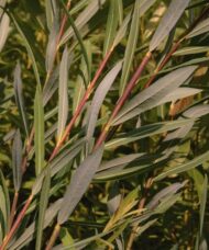 Dull red and gold willow stems covered in long slender dark bluish green leaves