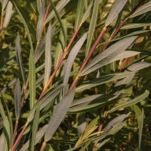 Dull red and gold willow stems covered in long slender dark bluish green leaves