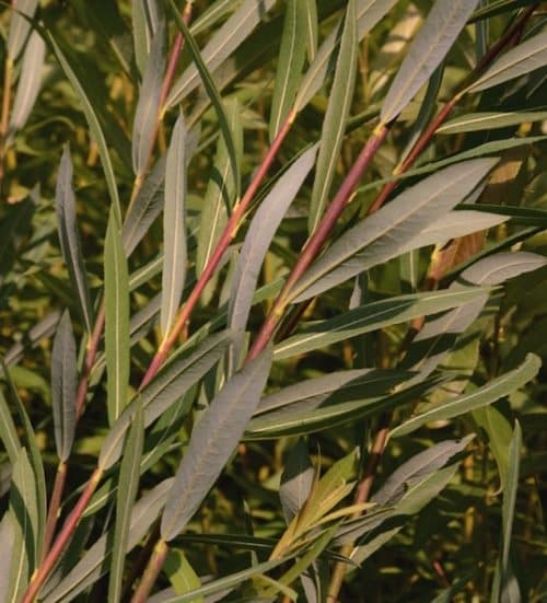 Dull red and gold willow stems covered in long slender dark bluish green leaves