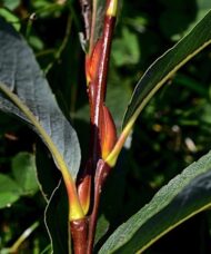 Tip of branch of Salix Purpurea Goldstones basket weaving willow