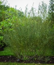 A tall upright fan shaped hedge of Salix purpurea 'reen dicks'
