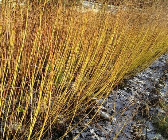against a bright blue sky. against a bright blue sky.