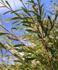 Delicate narrow blue-green leaves