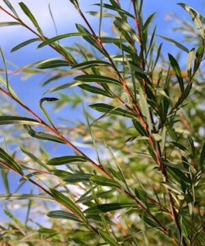 Delicate narrow blue-green leaves