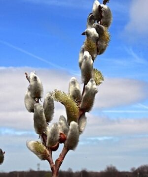 Long silver white catkins