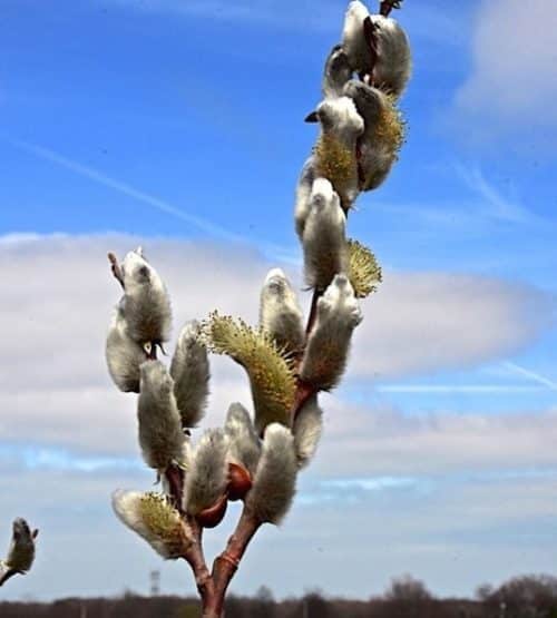 Long silver white catkins