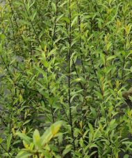 Straight dark burgundy stems of almond leaved willow with mid green leaves.