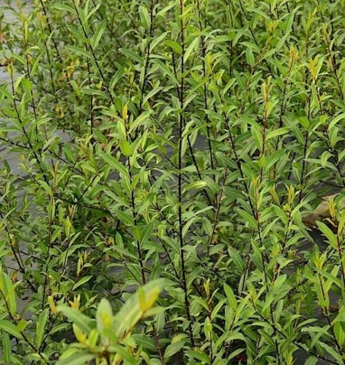Straight dark burgundy stems of almond leaved willow with mid green leaves.