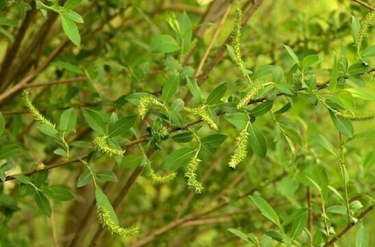 Branch of almond shaped leaves and yellow catkins of Black Maul willow. Branch of almond shaped leaves and yellow catkins of Black Maul willow.