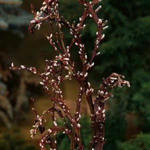 ridged willow stem with small grey pussy willows.