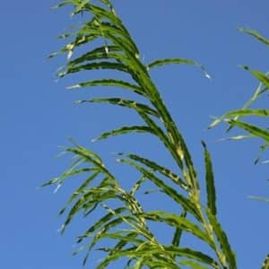 Branch tips of long slender leaves with crimped edges