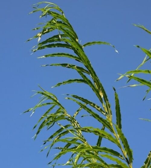 Branch tips of long slender leaves with crimped edges Branch tips of long slender leaves with crimped edges