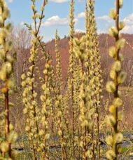Salix Showtime tall, yellow pussy willow branches.