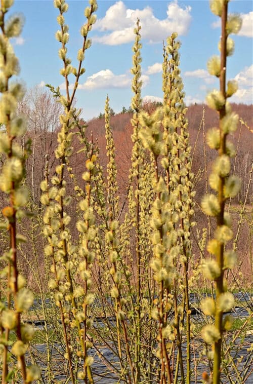 Salix Showtime tall, yellow pussy willow branches.