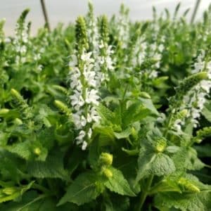 dwarf Salvia with pure white flowers
