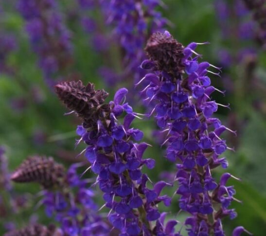 Vibrant violet flower spikes of May night salvia. Vibrant violet flower spikes of May night salvia.