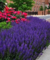 A swath of dark violet bloomed May Night salvia perennials along a garden border.