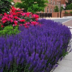 A swath of dark violet bloomed May Night salvia perennials along a garden border.