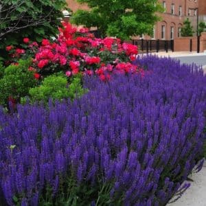 A swath of violet bloomed May Night salvia perrenials along a garden border.