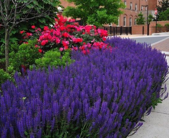 A swath of violet bloomed May Night salvia perrenials along a garden border. A swath of violet bloomed May Night salvia perennials along a garden border.
