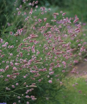 A profusion of deep pink bottlebrush flowerheads with pale pink stamens