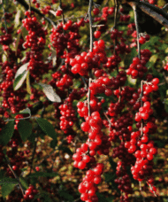 Long stems of deep red berries.